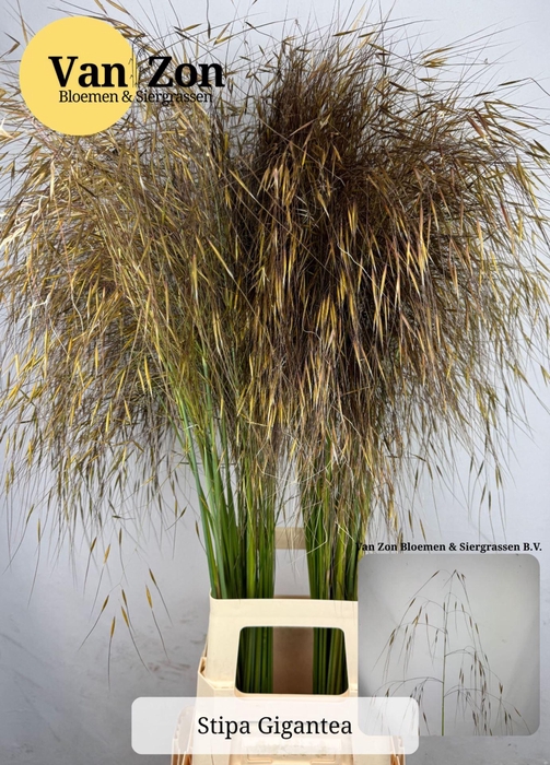 <h4>STIPA PENNATA STIPA GIGANTEA</h4>