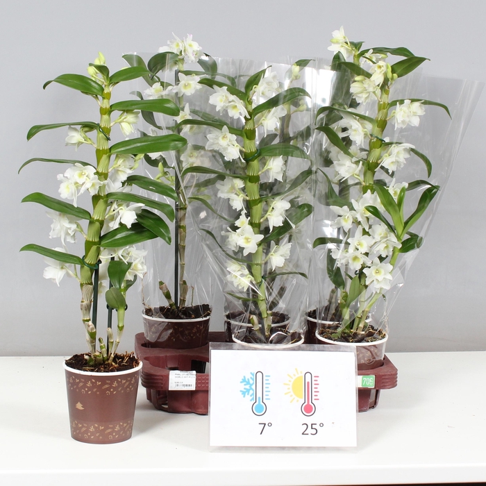 <h4>DENDR N SC APOLLON</h4>