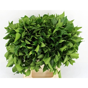 Hedera Blad P Tak
