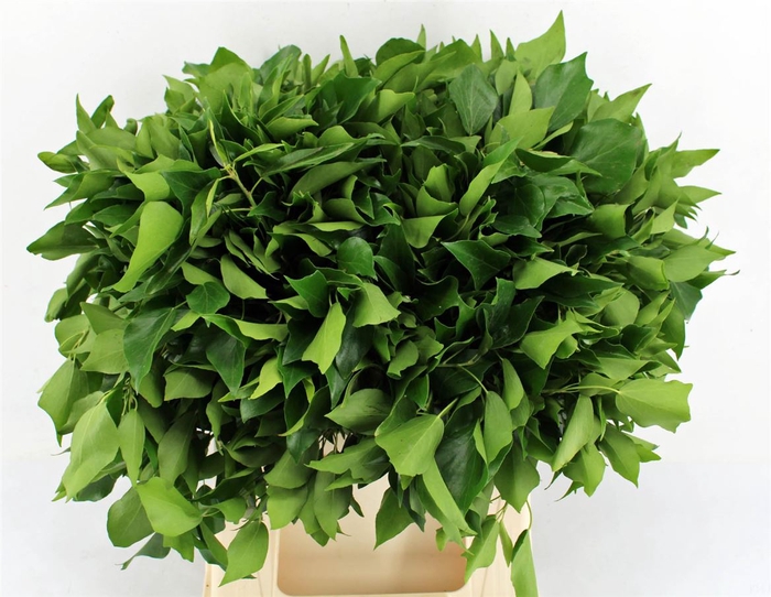 <h4>Hedera Blad P Tak</h4>