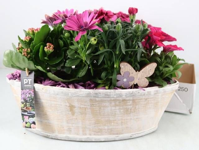 <h4>ARR TUINPLANTEN</h4>