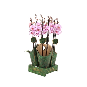 Signature Golden Nature Cover Phal Magic Art 2T16+