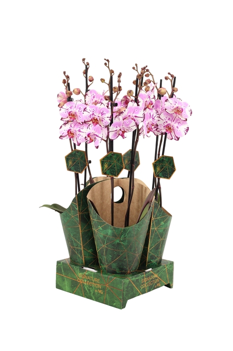 <h4>Signature Golden Nature Cover Phal Magic Art 2T16+</h4>