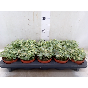 Sedum sieboldii 'Mediovariegatum'