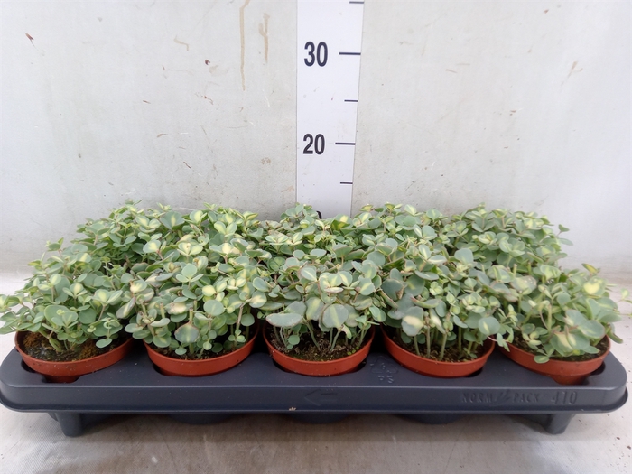 <h4>Sedum sieboldii 'Mediovariegatum'</h4>