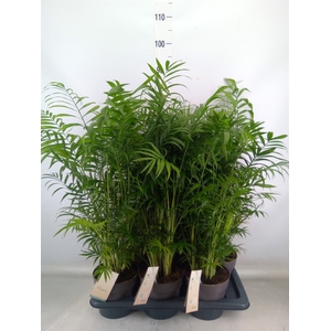 Chamaedorea elegans