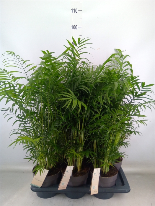<h4>Chamaedorea elegans</h4>