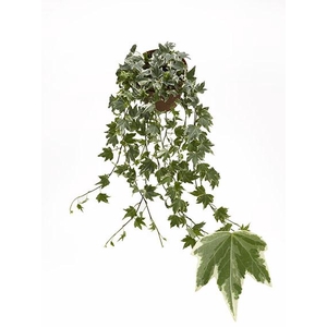 Hedera He White Ripple Beperkt leverbaar