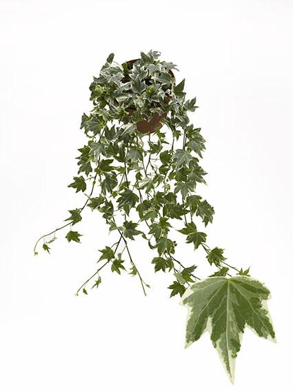 <h4>Hedera He White Ripple Beperkt leverbaar</h4>