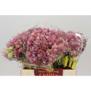 Blushing Bride Pink 6/9 Flowers