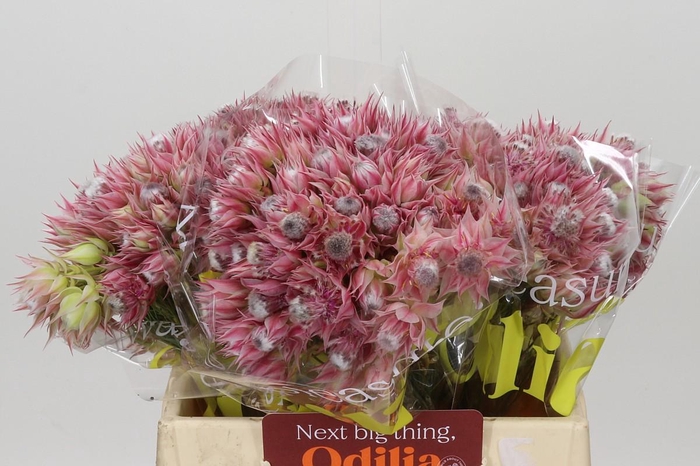 <h4>Blushing Bride Pink 6/9 Flowers</h4>