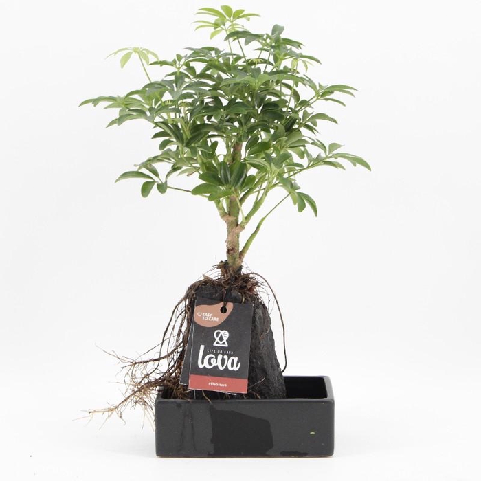 Schefflera Overig arrangement Lova