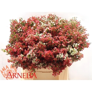 CHAME UN MY SWEET 16