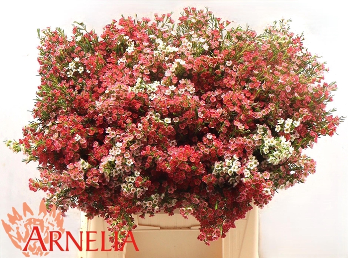 <h4>CHAME UN MY SWEET 16</h4>