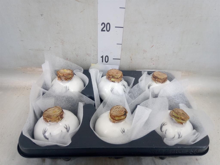 <h4>Hippeastrum   ...waxed</h4>