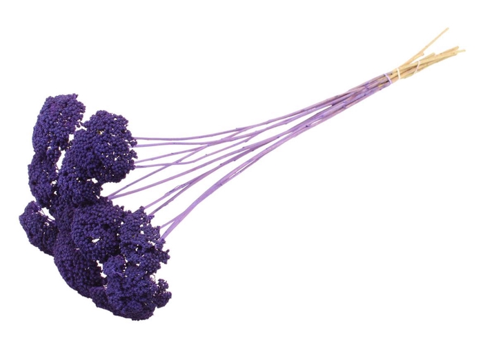 Achillea Per Stem Lavendel