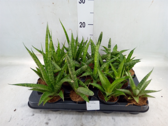 <h4>Sansevieria   ...</h4>