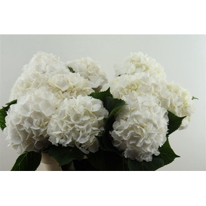 Hydr M White Verena 80-22