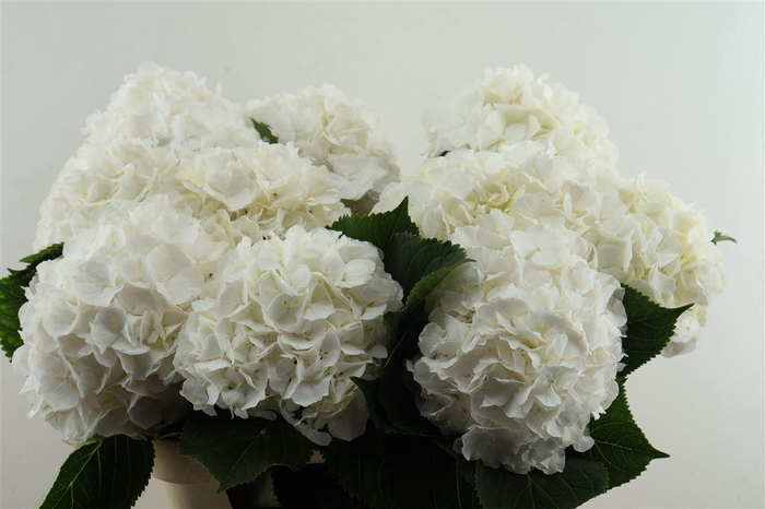 <h4>Hydr M White Verena 80-22</h4>
