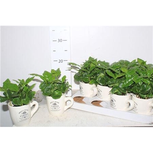 Coffea Arabica Cups