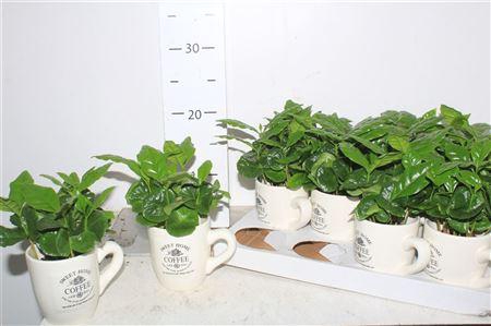 <h4>Coffea Arabica Cups</h4>