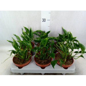 Epipremnum   ...
