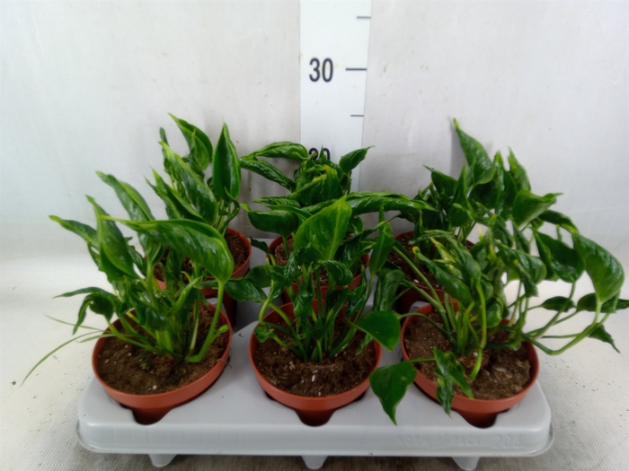 <h4>Epipremnum   ...</h4>