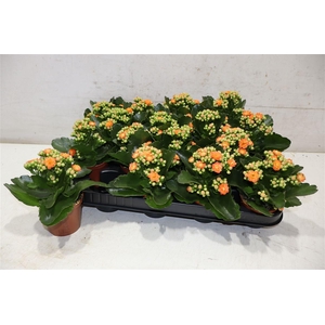 arr8 Kal Ge Orange Perf