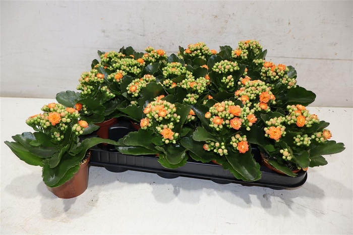 <h4>arr8 Kal Ge Orange Perf</h4>