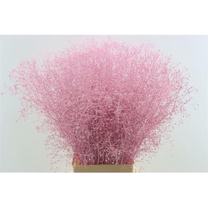 Talin Klbh Light Pink