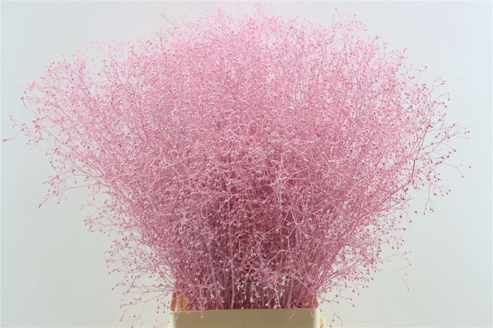 <h4>Talin Klbh Light Pink</h4>