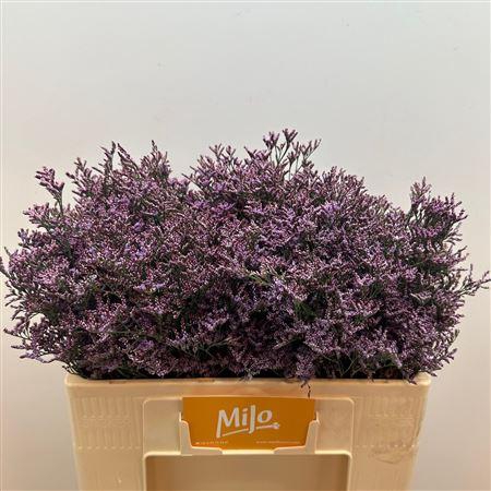 <h4>Lim Saf Pink Sky</h4>