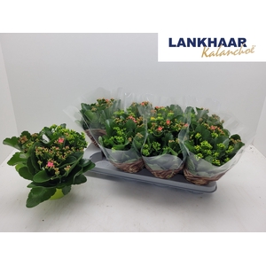 KAL EN GEM IN POT
