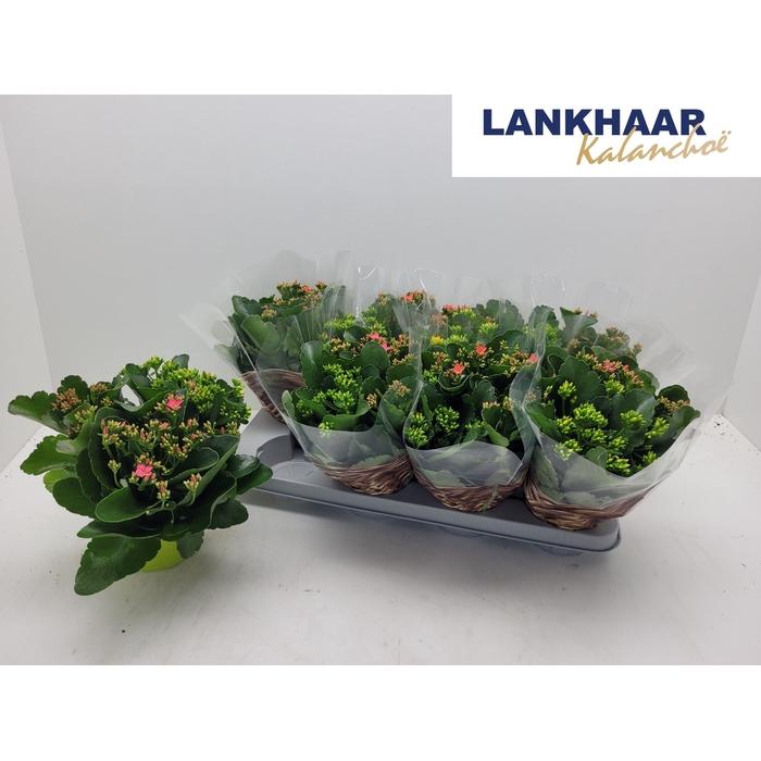 <h4>KAL EN GEM IN POT</h4>
