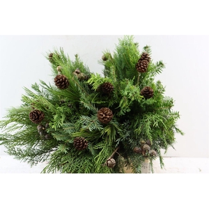 Bqt Kerstgroen 55cm + Dennenappel Wit Tip