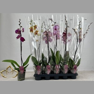 PHAL GEM