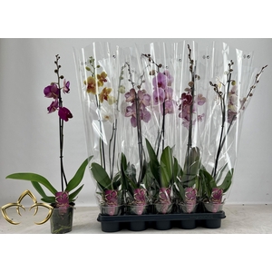 PHAL GEM