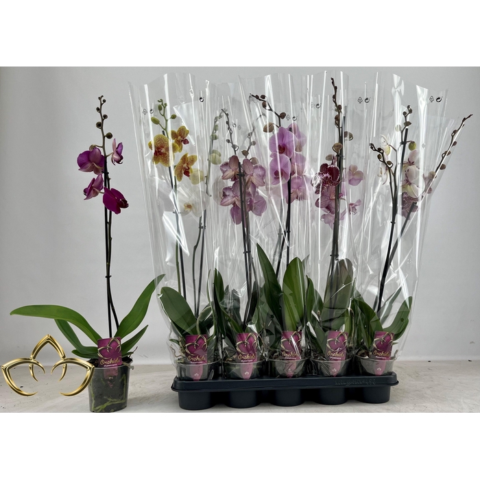 <h4>PHAL GEM</h4>