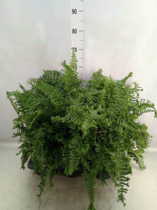 <h4>Dryopteris affinis</h4>