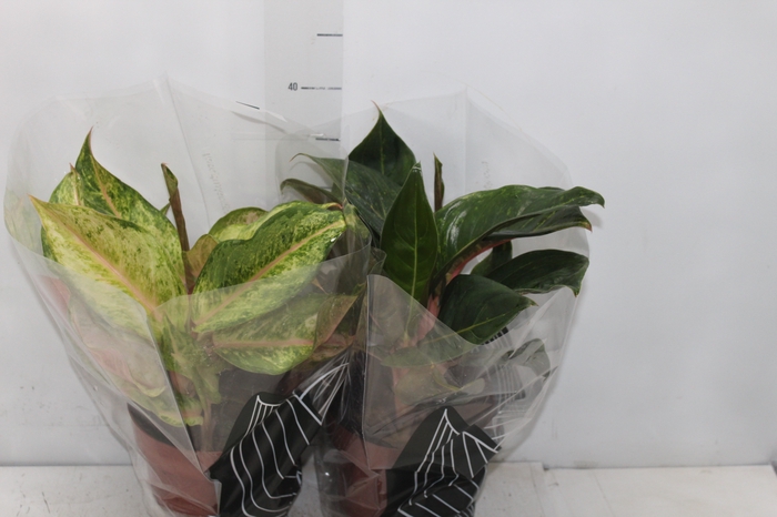 <h4>AGLAONEMA P17</h4>