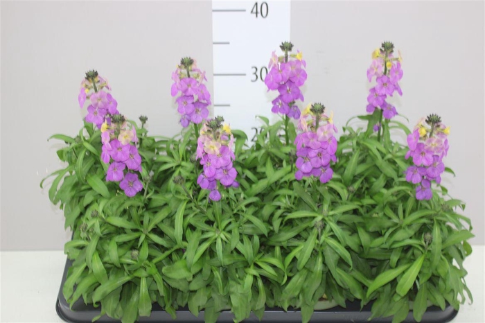 <h4>Erysimum Leya Purple Glow</h4>