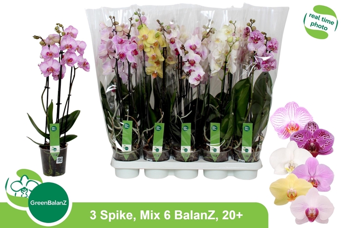 <h4>PHAL GEM 6 KL</h4>