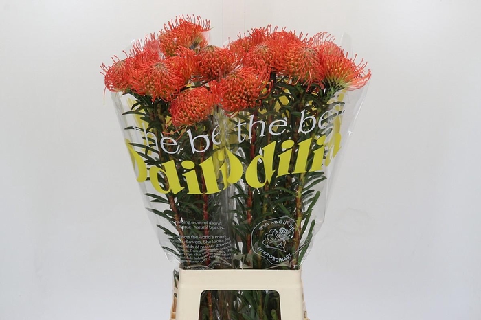 <h4>Nutans Succession</h4>