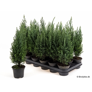 CHAMAECYPARIS LAWSONIANA P9