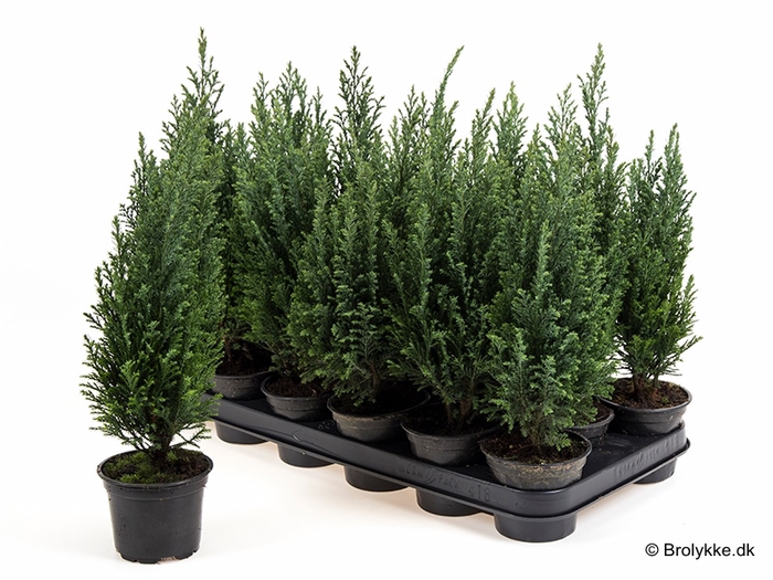 <h4>CHAMAECYPARIS LAWSONIANA P9</h4>