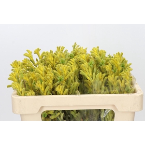 Kangaroo Paw Bush Gold