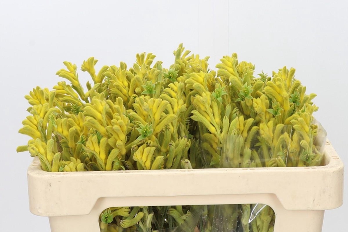 <h4>Anigozanthos Bush Gold</h4>