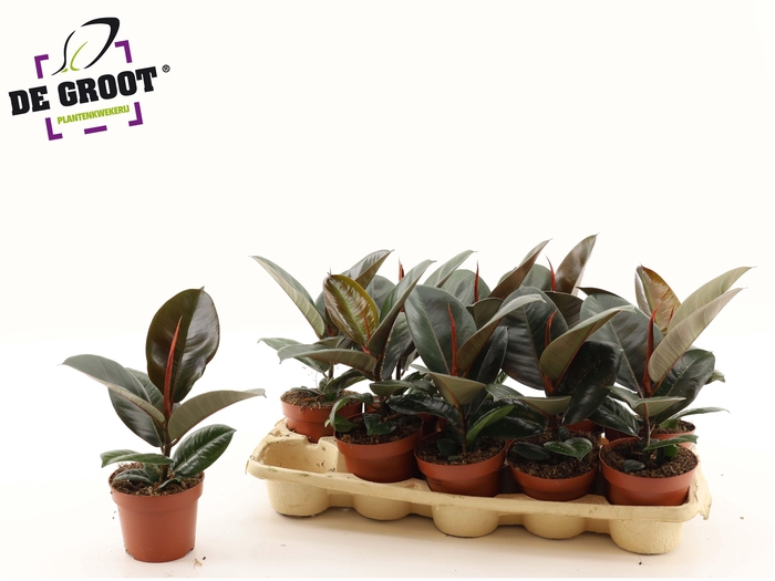 <h4>FIC EL ROBUSTA</h4>