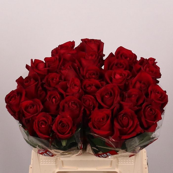 <h4>R GR EVER RED</h4>