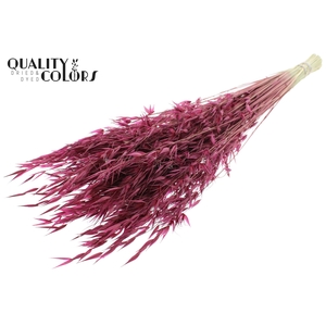 Avena Wild per bunch Burgundy